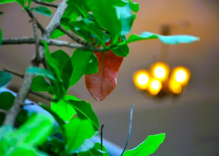 Yellow Homestay - Modern 2Bhk Ac Stay